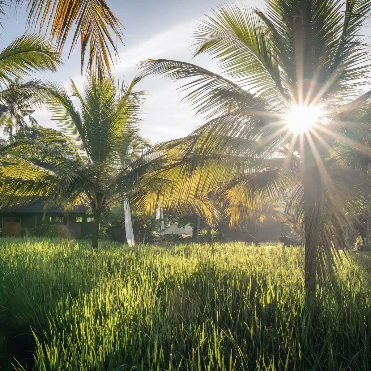 Bali Experience